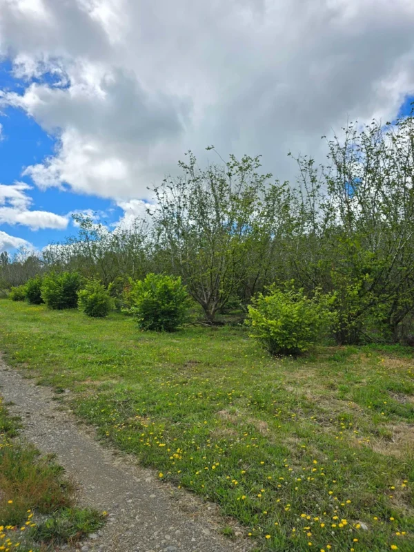 a 16 min de villarrica parcelas con luz y agua condominio los avellanos
