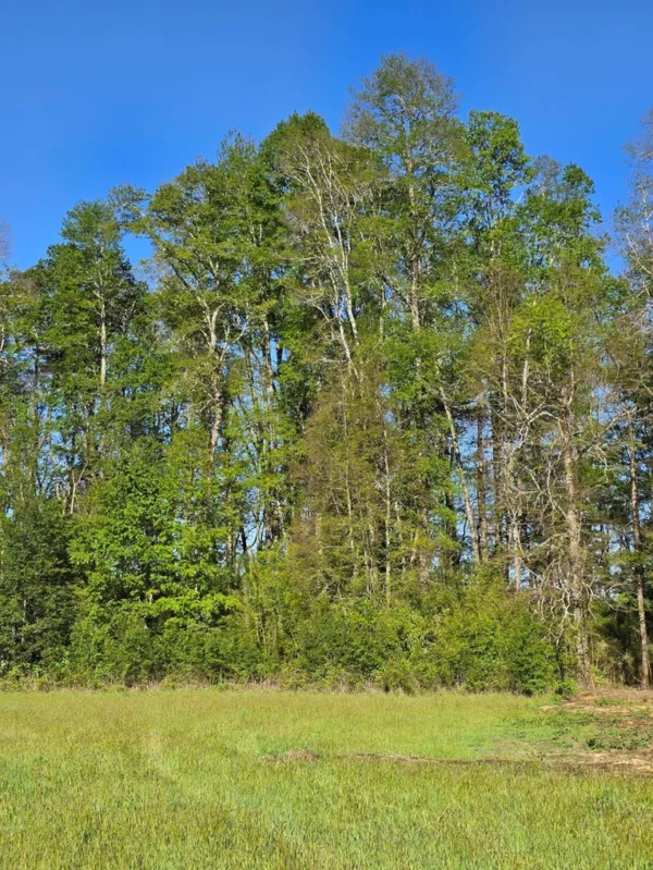 refugio el volcán villarrica