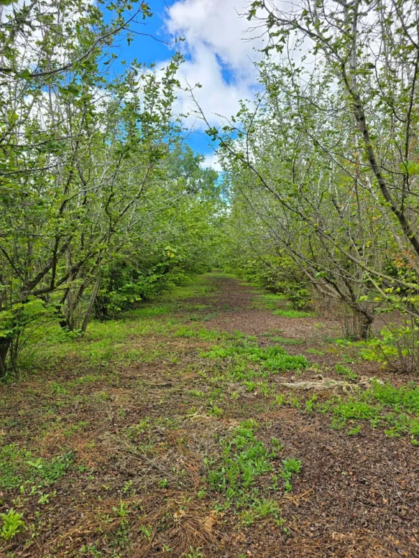 a 16 min de villarrica parcelas con luz y agua condominio los avellanos