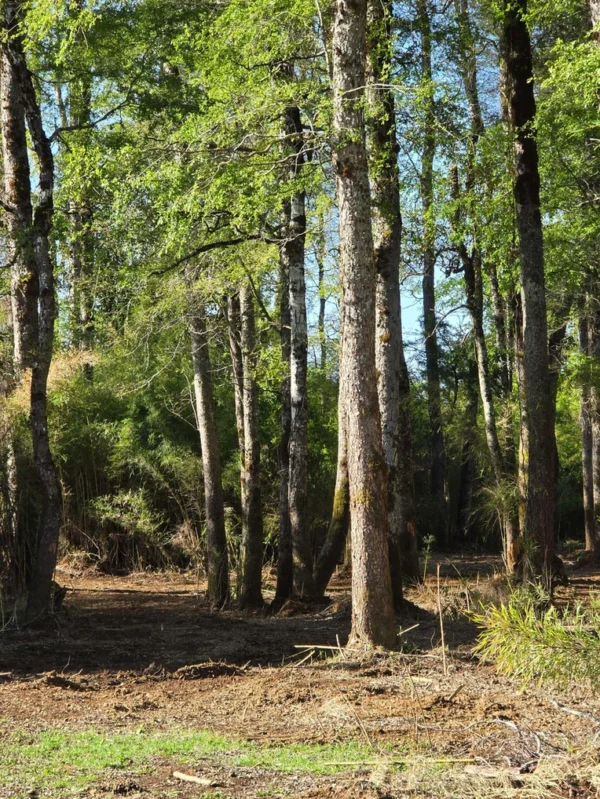refugio el volcán villarrica