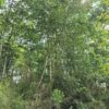 a 16 min de villarrica parcelas con luz y agua condominio los avellanos a 16 min de villarrica parcelas con luz y agua condominio los avellanos