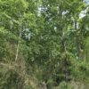 a 16 min de villarrica parcelas con luz y agua condominio los avellanos a 16 min de villarrica parcelas con luz y agua condominio los avellanos