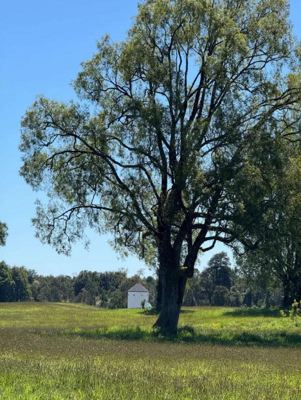 los molinos puerto octay