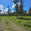 fundo ancahual villarrica loncoche fundo ancahual villarrica loncoche