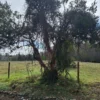 a 20 min de villarrica parcelas con luz, agua y cercadas a 20 min de villarrica parcelas con luz, agua y cercadas