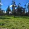 fundo ancahual villarrica loncoche fundo ancahual villarrica loncoche