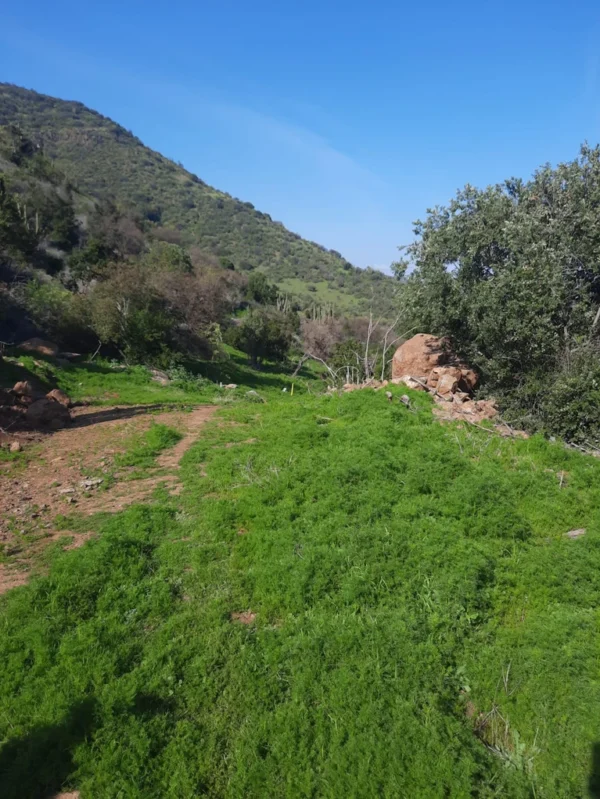 los molinos puerto octay (copia)