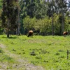 fundo ancahual villarrica loncoche fundo ancahual villarrica loncoche