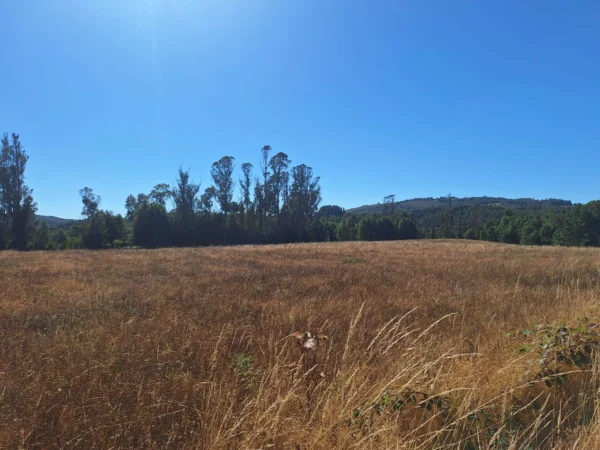 séptima faja hermosas parcelas a 20 min de villarrica desde $28.000.000