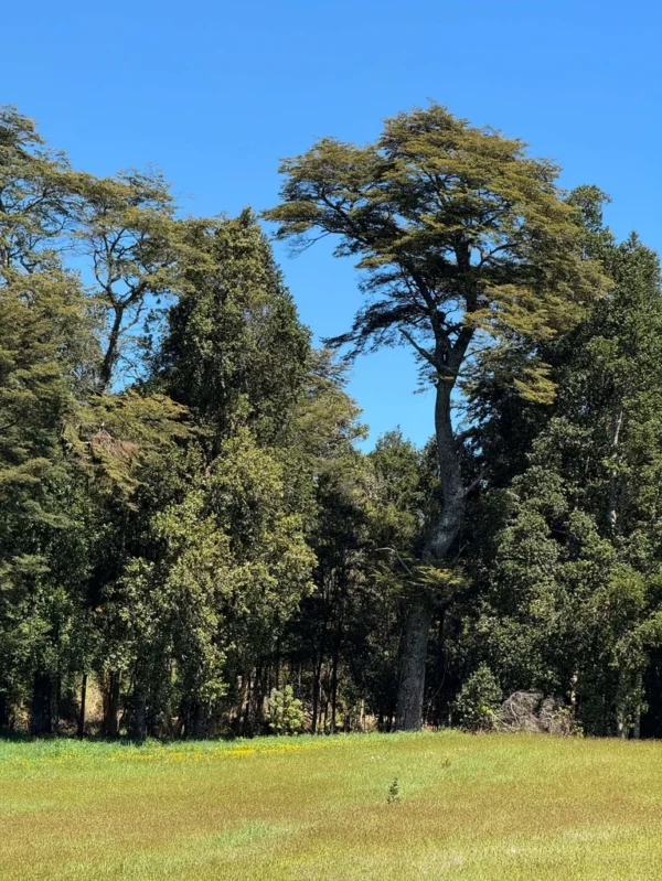 los molinos puerto octay