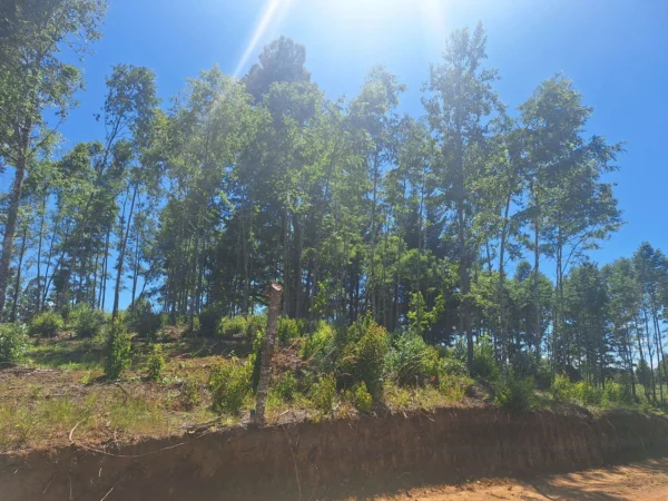 a solo 15 min de villarrica $38.000.000 crédito directo