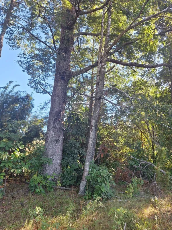 rinconada a solo 15 min de villarrica