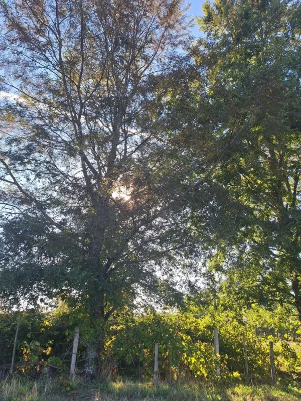 rinconada a solo 15 min de villarrica