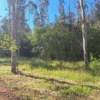 fundo ancahual villarrica loncoche fundo ancahual villarrica loncoche