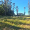 fundo ancahual villarrica loncoche fundo ancahual villarrica loncoche