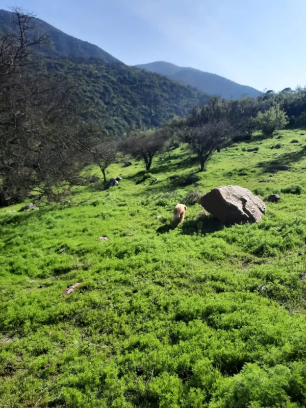 los molinos puerto octay (copia)