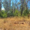 parque nativo sector huaqui $30.000.000 opción de crédito directo parque nativo sector huaqui $30.000.000 opción de crédito directo
