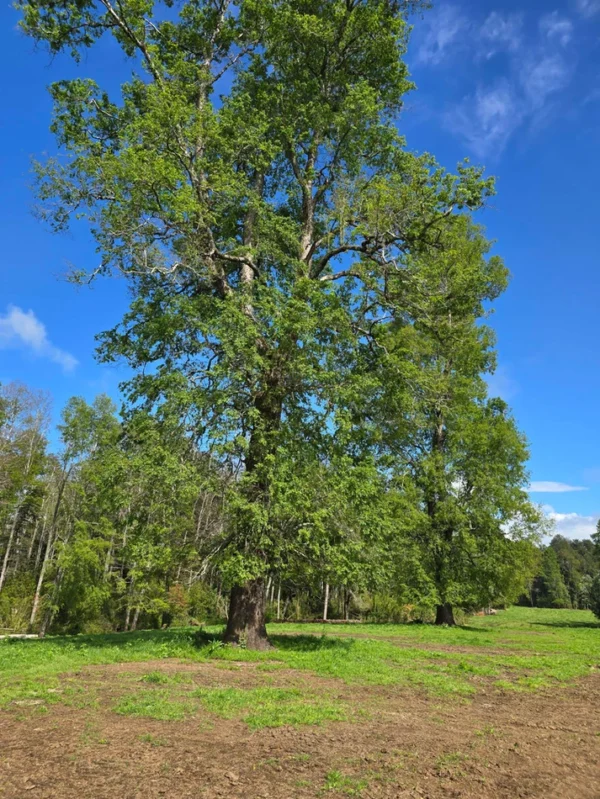 rinconada a solo 15 min de villarrica