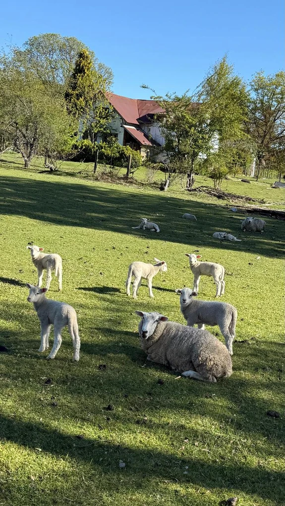 cumbres de pucón $29.990.000