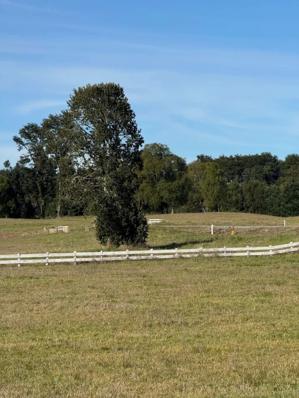 los molinos puerto octay