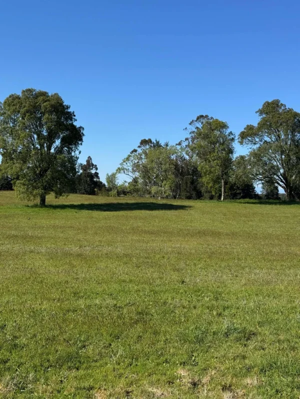 los molinos puerto octay