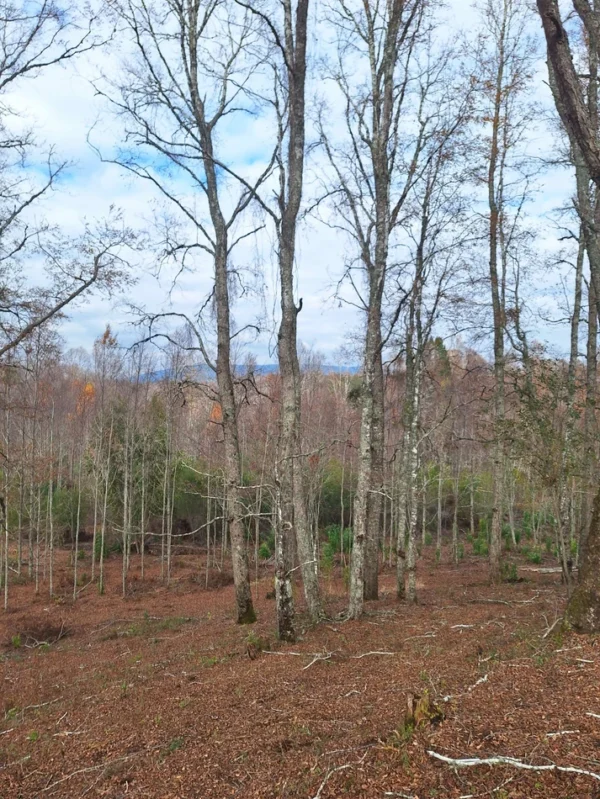 a solo 15 min de villarrica $38.000.000 crédito directo