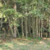 parcelas en relún a 15 km de villarrica