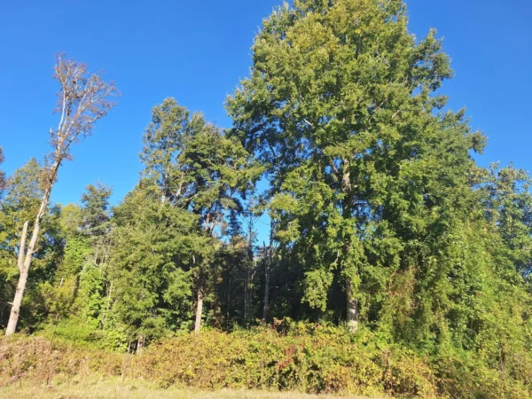 rinconada a solo 15 min de villarrica