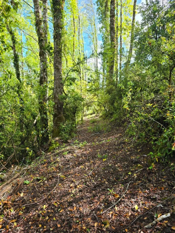 a 20 min de licanray parcelas de 1 hectárea con estero