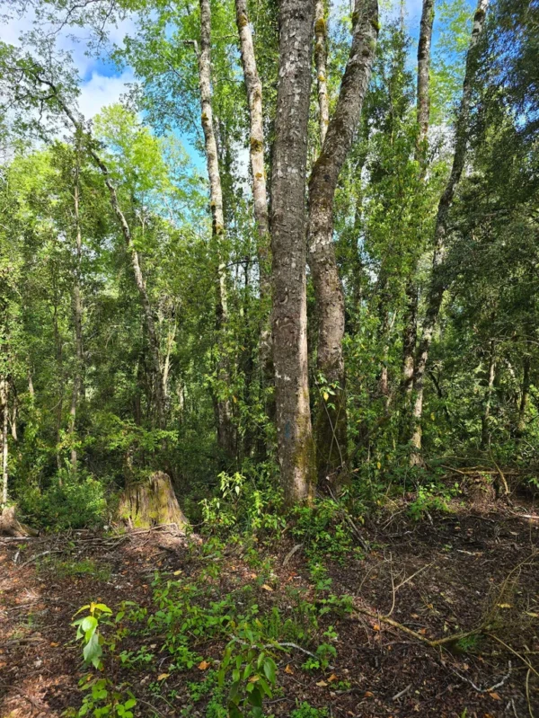 a 20 min de licanray parcelas de 1 hectárea con estero