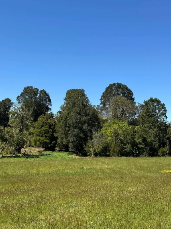 los molinos puerto octay