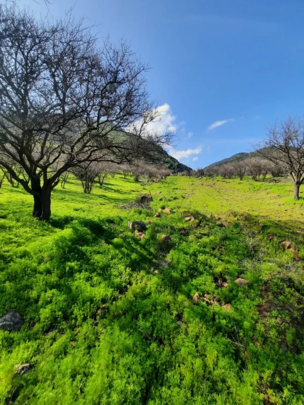 los molinos puerto octay (copia)