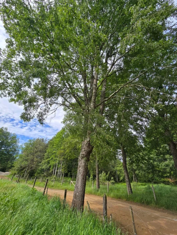 rinconada a solo 15 min de villarrica