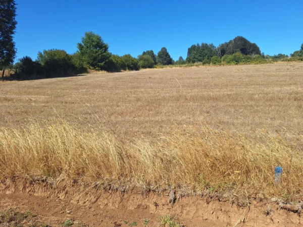 séptima faja hermosas parcelas a 20 min de villarrica desde $28.000.000