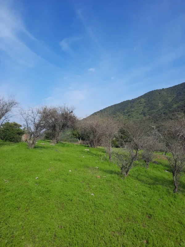 los molinos puerto octay (copia)