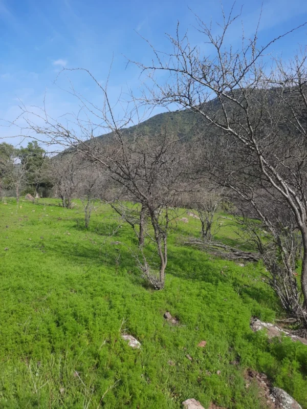 los molinos puerto octay (copia)