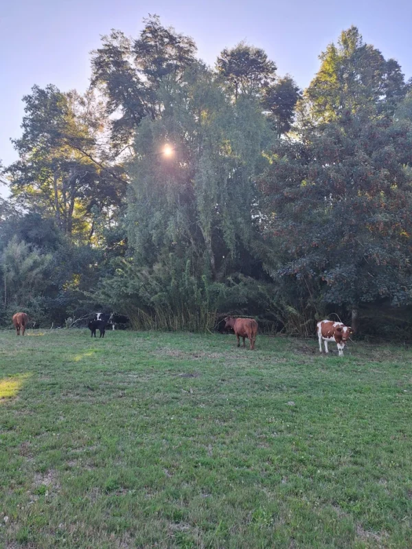 rinconada a solo 15 min de villarrica