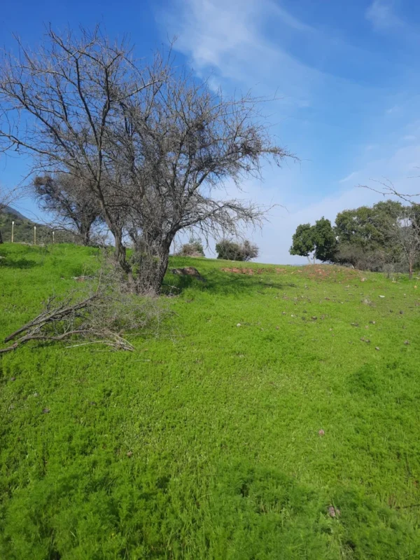 los molinos puerto octay (copia)