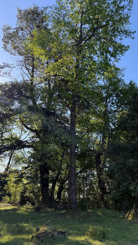 cumbres de pucón $29.990.000