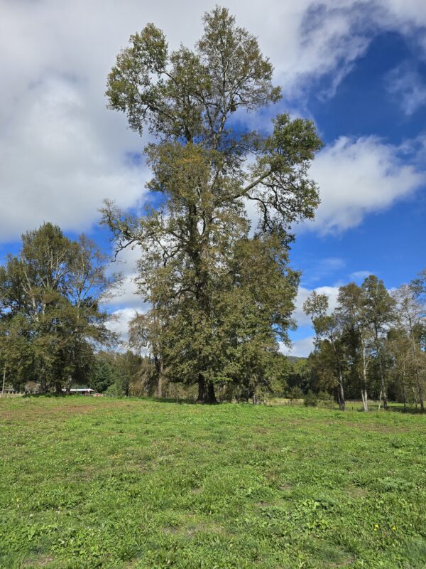 rinconada a solo 15 kms de villarrica