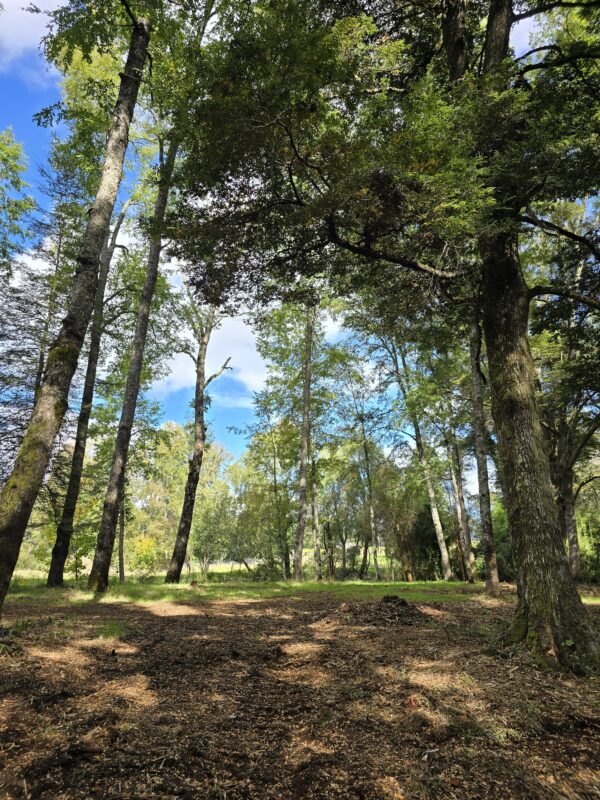 rinconada a solo 15 kms de villarrica