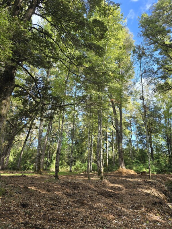 rinconada a solo 15 kms de villarrica
