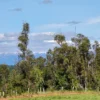 praderas de villarrica iii y iv desde $24.990.000 praderas de villarrica iii y iv desde $24.990.000