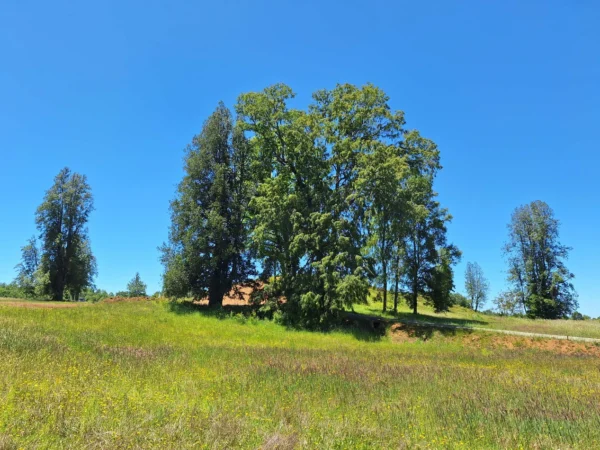 praderas de villarrica iii y iv desde $24.990.000