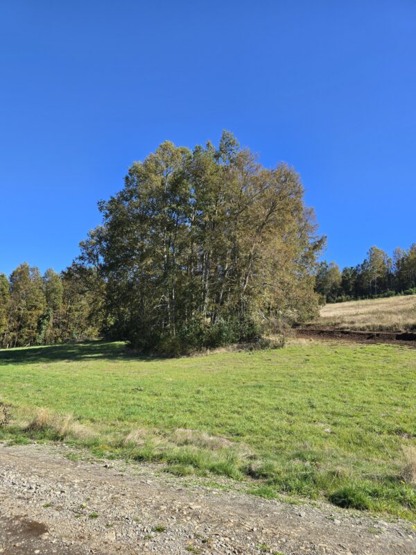 praderas de villarrica etapa ii