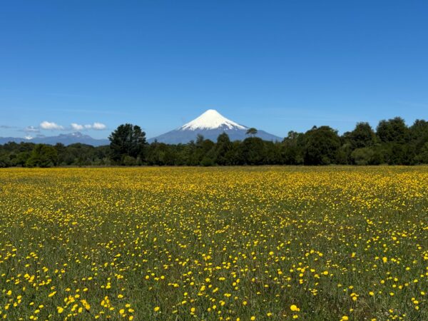 vista octay