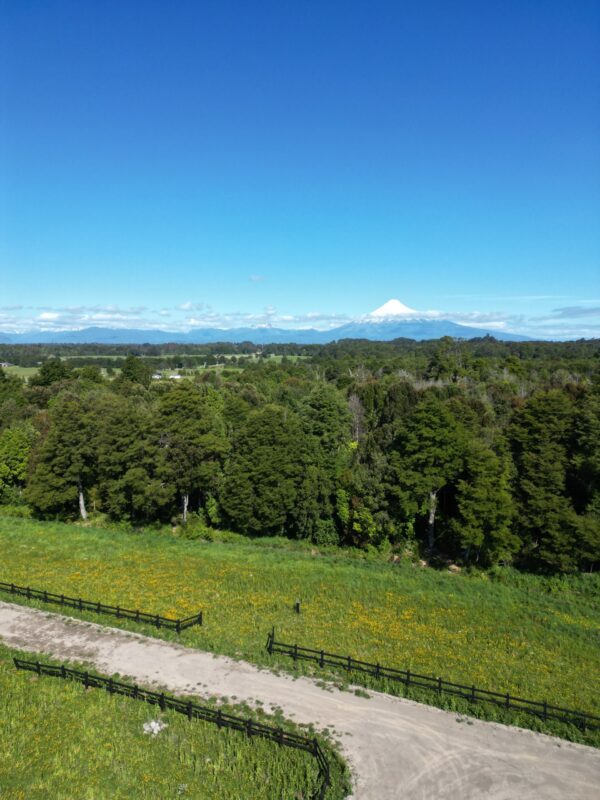 vista octay