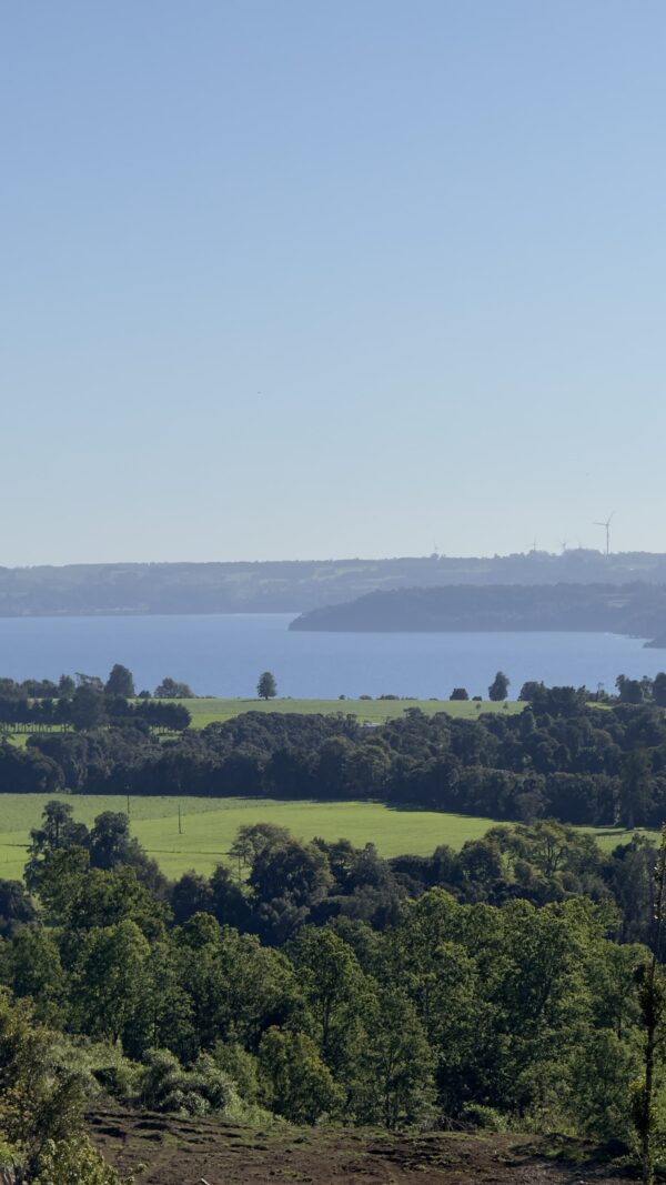 vista octay