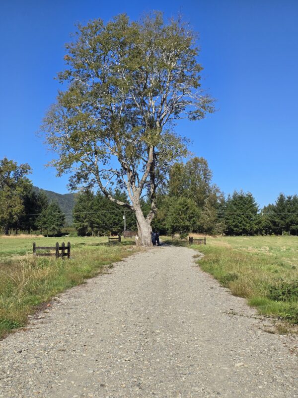 la parva ruta villarrica freire