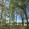 la parva ruta villarrica freire
